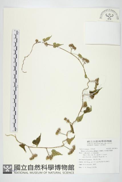 卵葉菜欒藤藏品圖，第1張