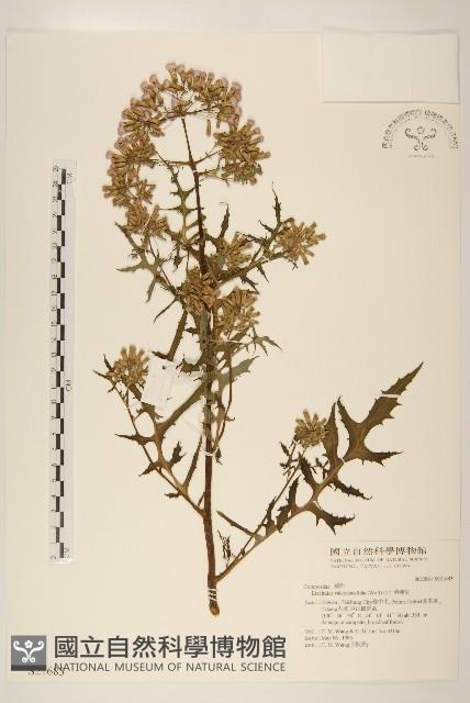 飛機草藏品圖，第1張