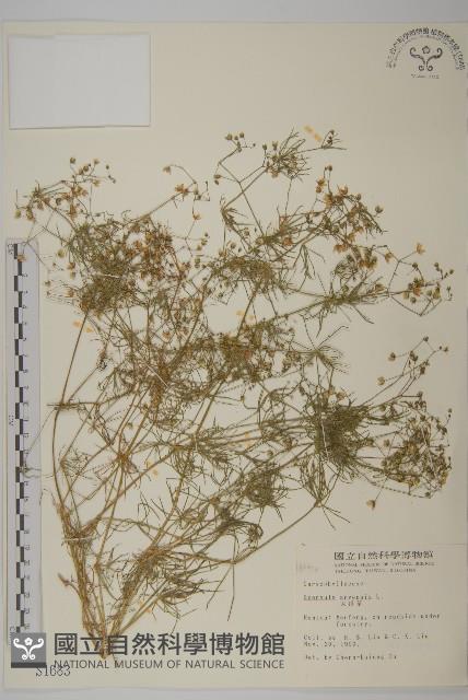 大爪草藏品圖，第1張