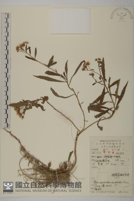 三脈紫菀狹葉變種藏品圖，第1張