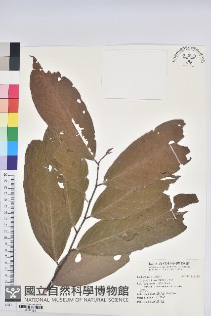 刺杜密藏品圖，第1張