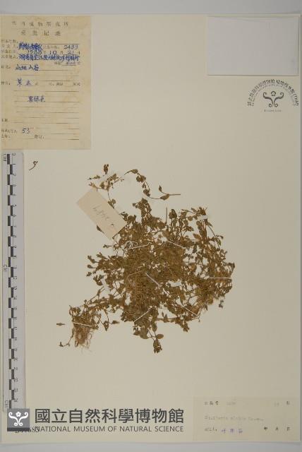 雀舌草藏品圖，第1張