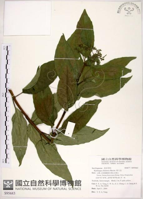 華八仙藏品圖，第1張