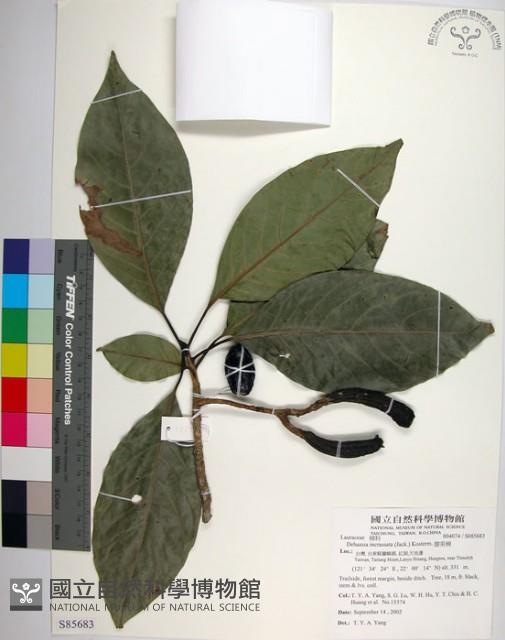 腰果楠藏品圖，第1張