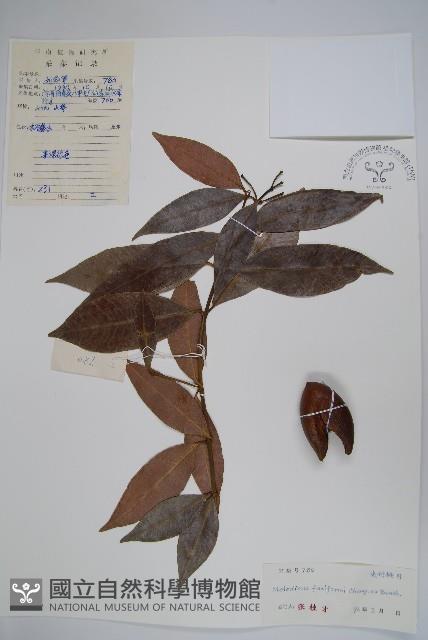 尖山橙藏品圖，第1張