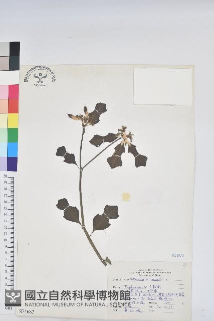 白苞猩猩草藏品圖，第1張