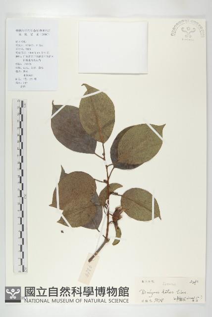 黑棗、君遷子藏品圖，第1張
