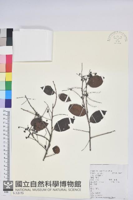 米飯花藏品圖，第1張