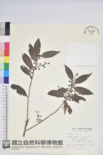 珍珠花、長尾葉越橘藏品圖，第1張