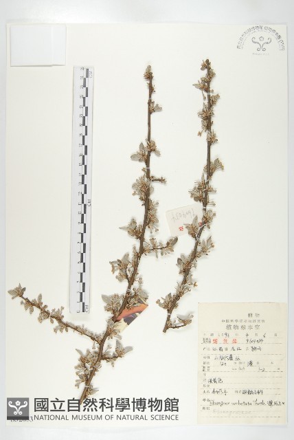 小葉胡頹子藏品圖，第1張