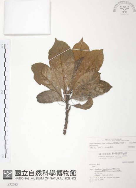 豬母乳、水同木藏品圖，第1張