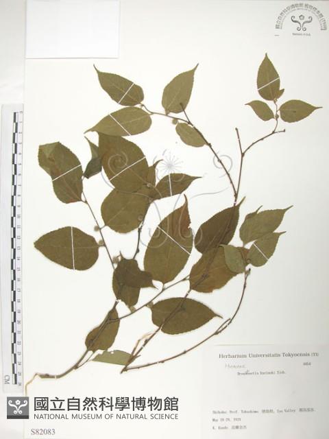 小構樹藏品圖，第1張