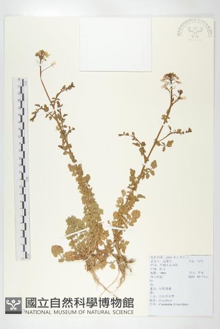 水田碎米薺藏品圖，第1張