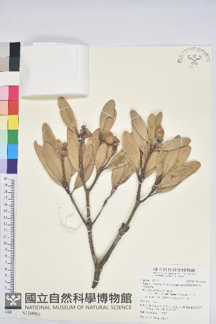 台灣石櫟藏品圖，第1張