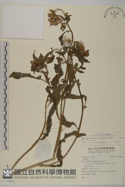 昭和草藏品圖，第1張