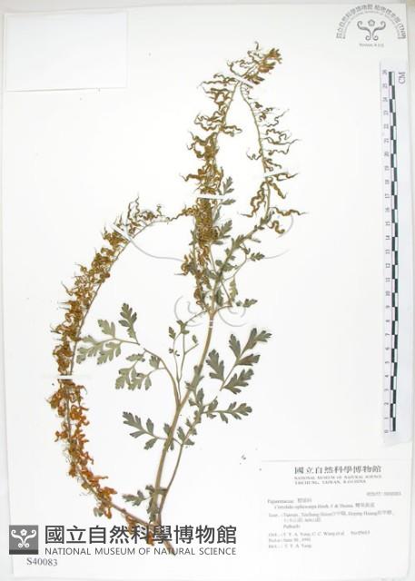 彎果黃菫藏品圖，第1張