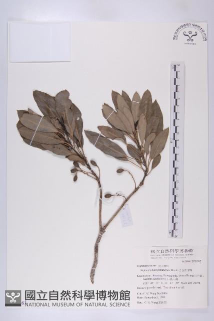 五蕊虎皮楠藏品圖，第1張