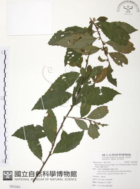 台灣山桂花藏品圖，第1張