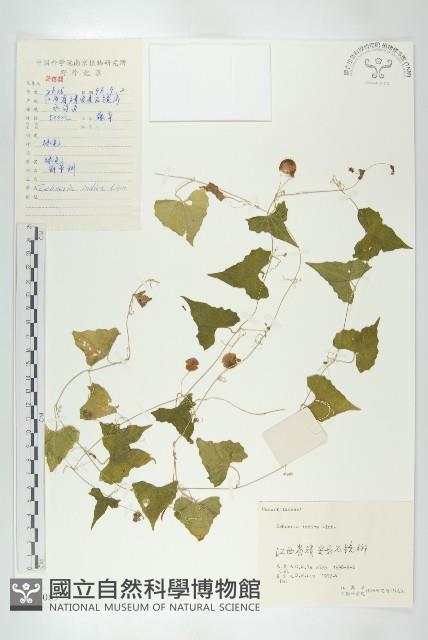 馬交兒藏品圖，第1張