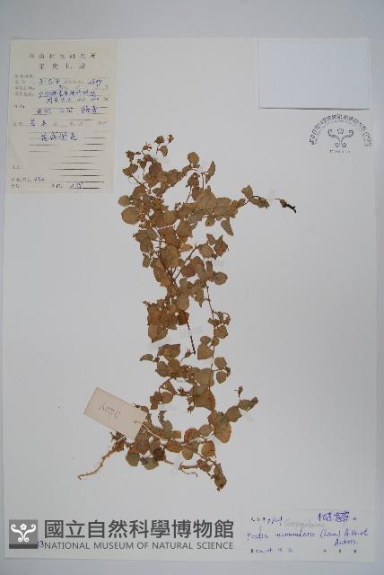 普剌特草藏品圖，第1張