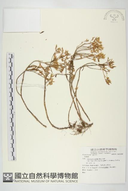 登錄號:S081083藏品圖，第1張