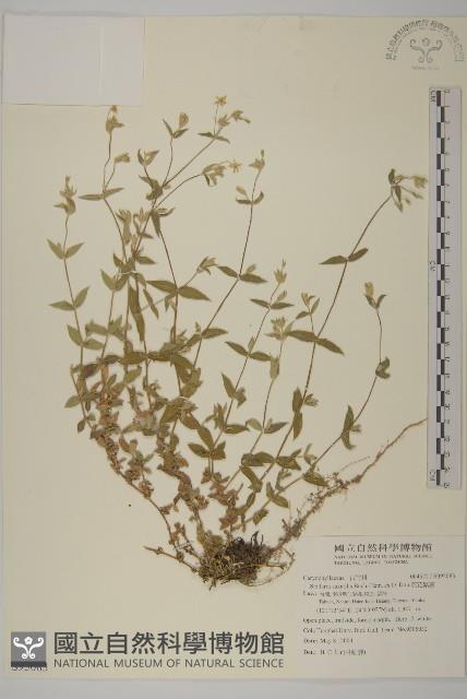 疏花繁縷藏品圖，第1張