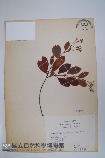 酸藤藏品圖，第1張