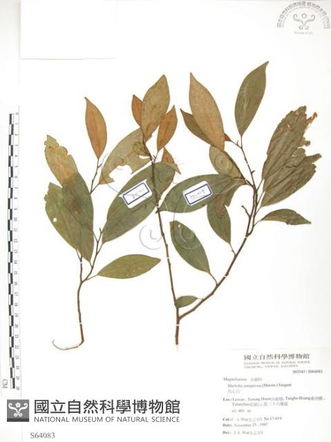 烏心石藏品圖，第1張