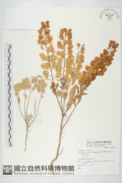 登錄號:S074083藏品圖，第1張