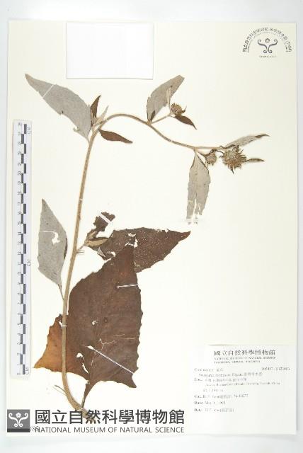 臺灣青木香藏品圖，第1張