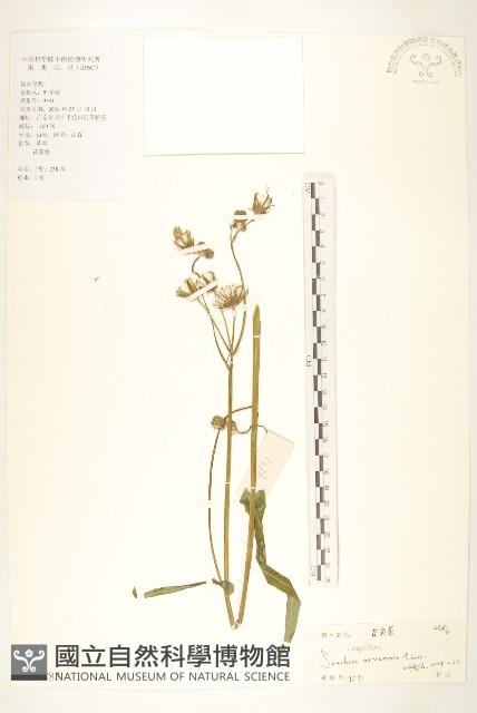 苦苣菜藏品圖，第1張