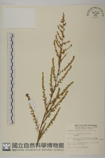 茵蔯蒿藏品圖，第1張