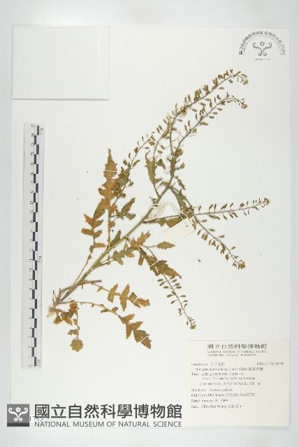 廣東葶藶藏品圖，第1張