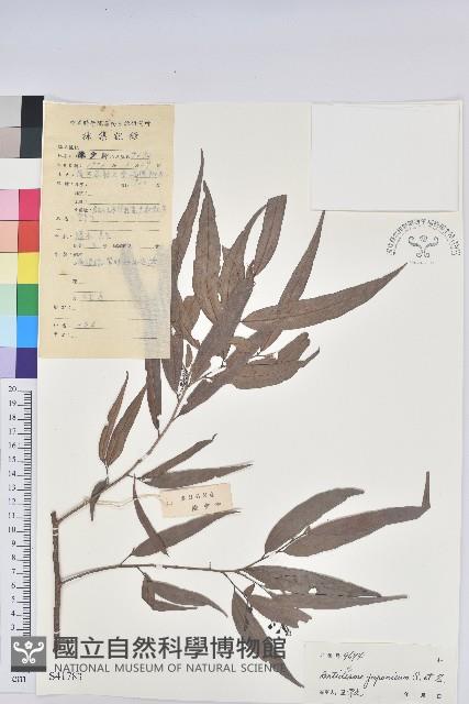 日本五月茶、南投五月茶藏品圖，第1張