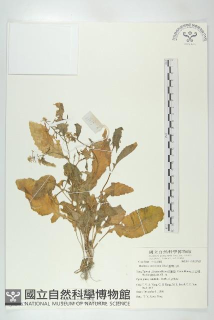 葶藶藏品圖，第1張