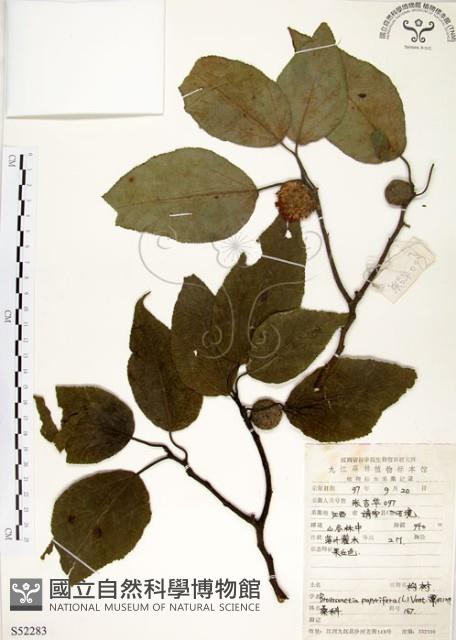 Kou-shui, Paper Mulberry Collection Image