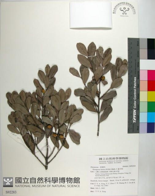 象牙柿藏品圖，第1張