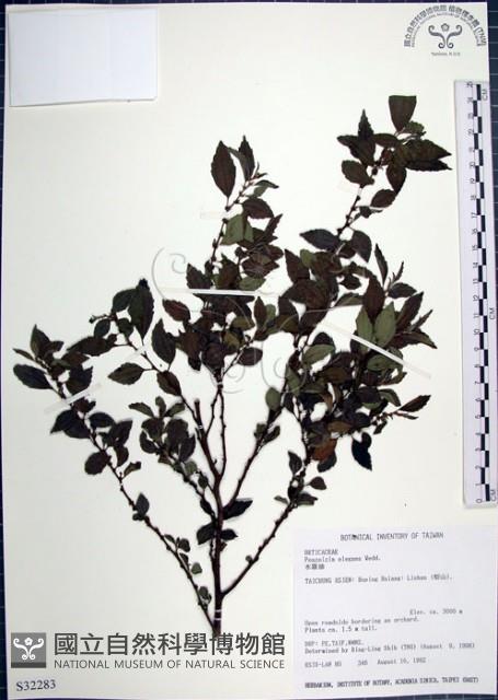 水雞油藏品圖，第1張