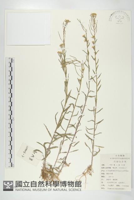 Accession Number:S100283 Collection Image, Figure 1, Total 2 Figures