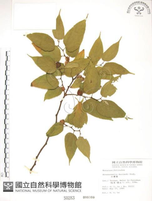 小構樹藏品圖，第1張