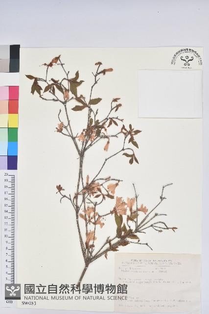 細葉杜鵑、南湖杜鵑、志佳陽杜鵑藏品圖，第1張