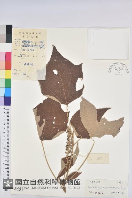 Accession Number:S040283 Collection Image