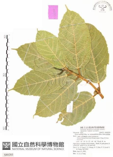 對葉榕藏品圖，第1張