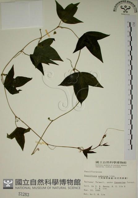 三角葉西番蓮藏品圖，第1張