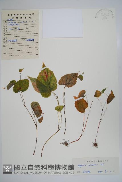 Accession Number:S111283 Collection Image, Figure 1, Total 2 Figures