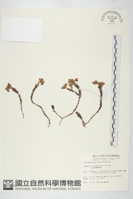 小萼佛甲草藏品圖，第1張