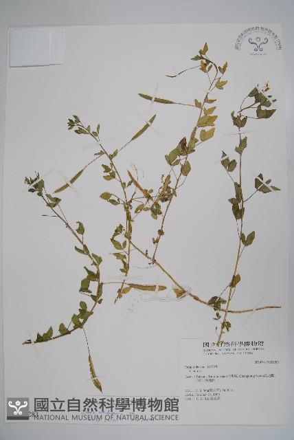 平伏莖白花菜、成功白花菜藏品圖，第1張