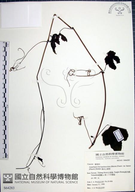 漢氏山葡萄藏品圖，第1張