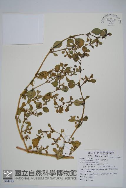 假海馬齒藏品圖，第1張