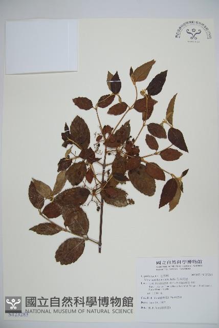 呂宋莢迷藏品圖，第1張